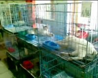 Musim Mudik, Jasa Penitipan Hewan Diminati