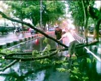 Pohon Patah di Tengah Jalan