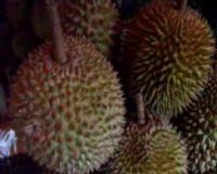Nyam...Enaknya Makan Duren