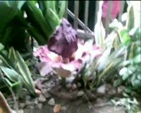 Bunga Bangkai Sedot Perhatian Warga