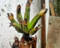 Pisang Ajaib Geger Warga Kebayoran Lama