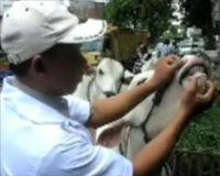 Pemeriksaan Sapi Jelang Idul Adha