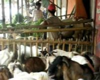 Penjualan Hewan Qurban Mengalami Penurunan