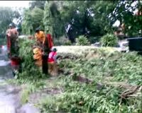 Pohon Tumbang Timpa 2 Mobil