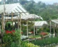 Wisata Bunga Cihideung