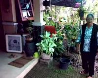 NH Dini Jual Lukisan