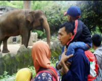 Libur Natal Ragunan Dipadati Pengunjung