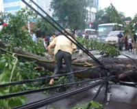 Pohon Tumbang Memacetkan Jalan Buncit Raya