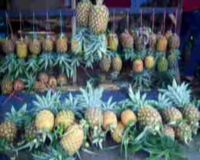 Nanas Simadu di Setiabudi