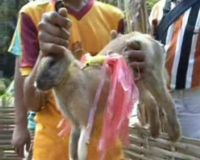 Karapan Kelinci Isi Liburan