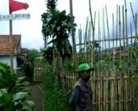 Souvenir Brokoli dari Cisarua