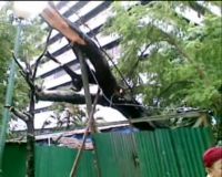 Pohon Tumbang di Kuningan Telah Dievakuasi