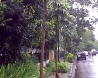 Puluhan Pohon di Bandung Dikuliti