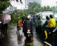 Pohon Tumbang Timpa Avanza di MT Haryono 