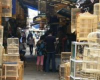 Berburu Burung di Pasar Sukahaji