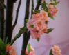 Upacara Hanami Ala The Bodyshop