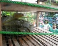 Ular Sanca di Atap Rumah Warga