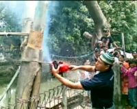 Pohon Beringin Menangis Ditebang