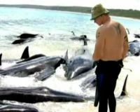 Puluhan Ekor Ikan Paus Terdampar di Australia