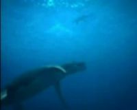 Predator X Monster Ganas Melebihi T-rex