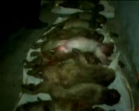 Puluhan Kera Mati Secara Misterius di India