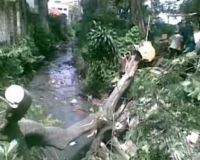 Pohon Flamboyan Tumbang Timpa Mobil dan Kios