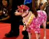 Anjing-anjing Cantik di Atas Runway