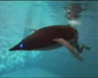 Kemunculan Robot Pinguin