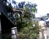 Pohon Tumbang Rusak Jembatan Penyebrangan