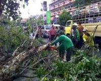 Pohon Tumbang Tutup Jalan