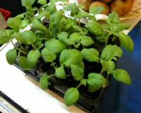 Menanam Kentang di Udara