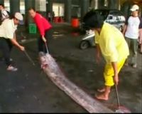 Penemuan Ikan Raksasa di Perairan Taiwan