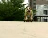 Ketika Anjing Ahli Bermain Skateboard