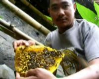Melongok Budidaya Lebah Madu Petani Ciburial  