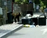 Beruang Gegerkan Warga Kota di Rumania