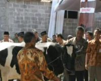 Kandang untuk Peternak Sapi Perah 