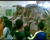 Liburan, Ke Museum Geologi, Yuk!! 