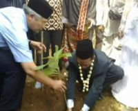 Pohon Jati jadi Mas Kawin