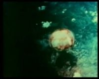 Hiroshima 64 Tahun yang Lalu