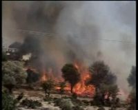 Kebakaran Hutan, Yunani Berlakukan Situasi Darurat