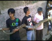 Ular Sanca di Gorong-gorong