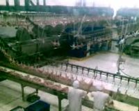 Serbuan Daging Paha Ayam AS Ancam Industri Unggas RI