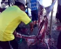 225 Kambing Aqiqah Pecahkan Rekor MURI