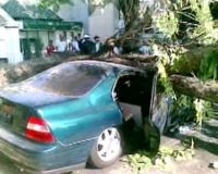 Pohon Tumbang Timpa Sedan dan Motor di Surabaya  