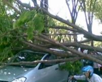 Innova Tertimpa Pohon