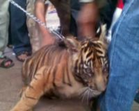 Hari, Balita Harimau yang Lucu