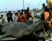 Hiu Tutul Jadi Tontonan