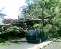 Pohon Tumbang Timpa Mobil di Menteng