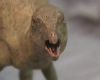 Penemuan Fosil Dinosaurus Mini
