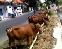 Pedagang Hewan Kurban Mulai Menjamur